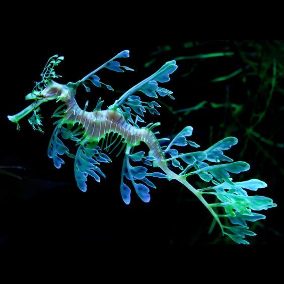 Picture of Moon Jellyfish