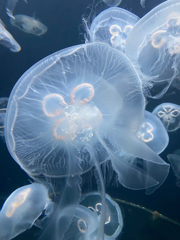 Picture of Moon Jellyfish
